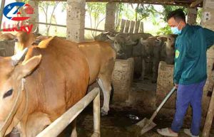ve-sinh-chuong-bo